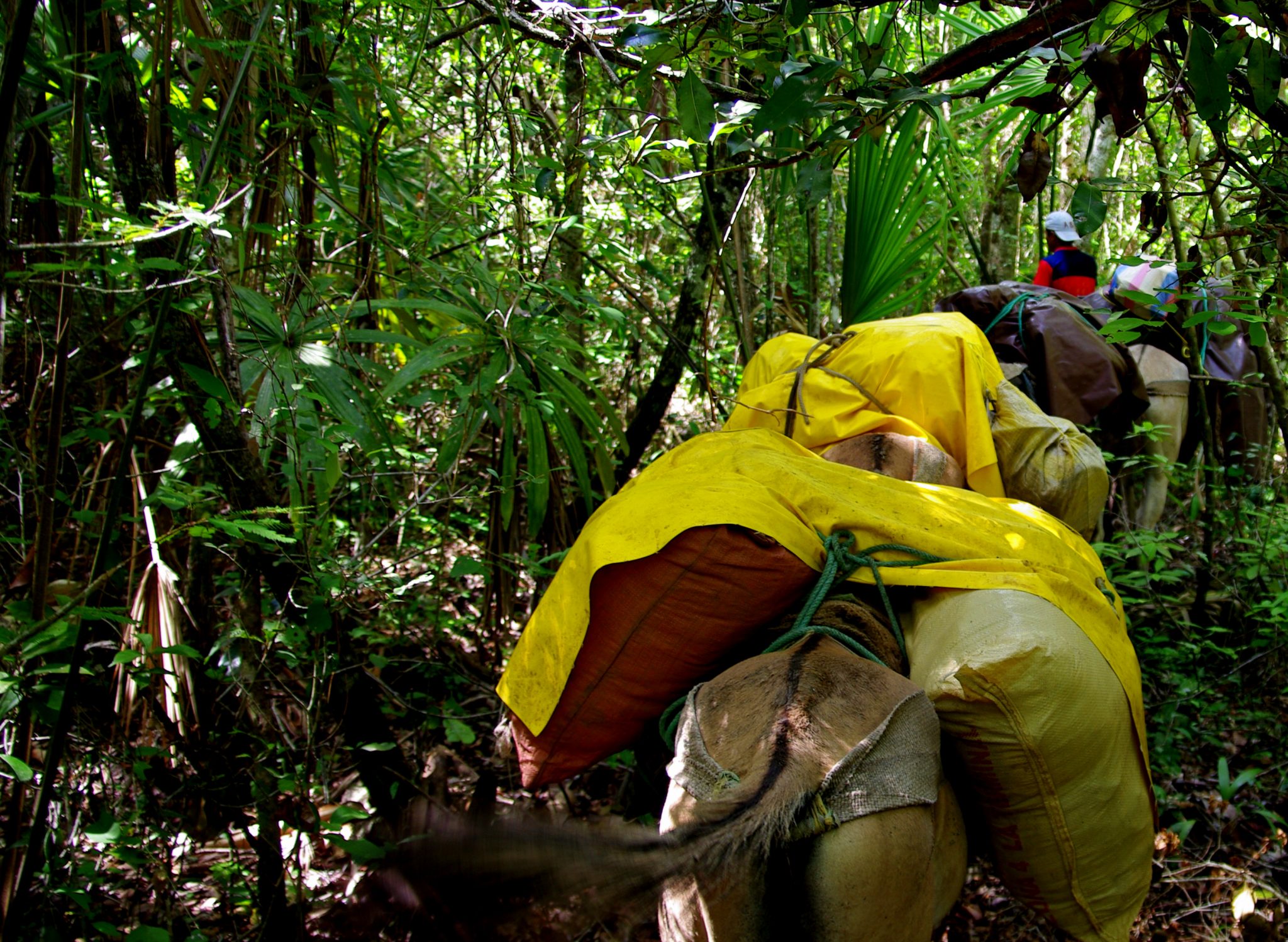 In the jungle of Petén in Guatemala