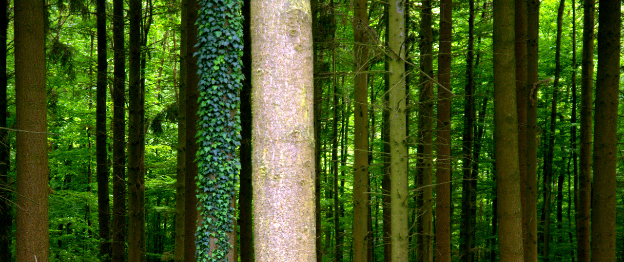 Trees in a German Forest - waldgold.de
