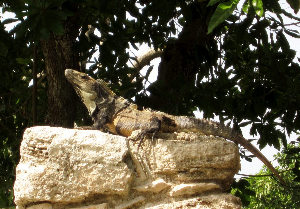 Iguana in México