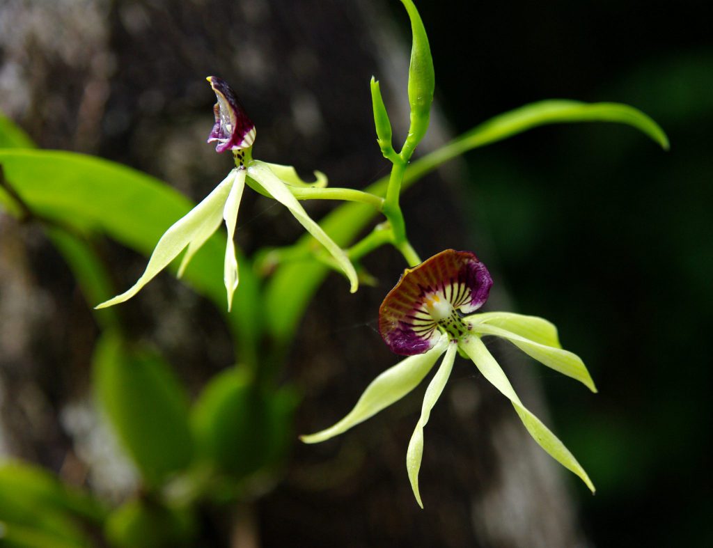 Orchideenblüte - Lago Peten - Guatemala