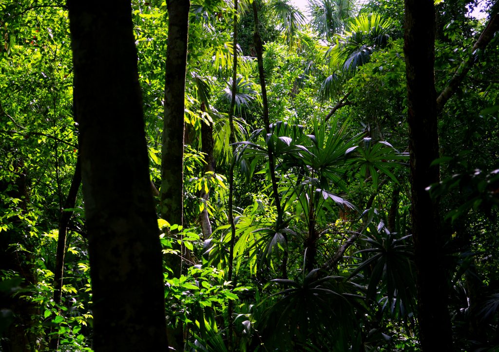 Dschungelimpression - Im Peten - Guatemala