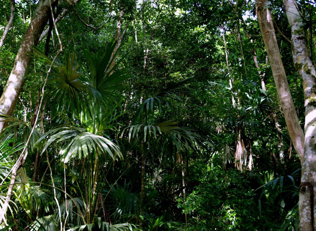 Dschungelimpression - Im Peten - Guatemala