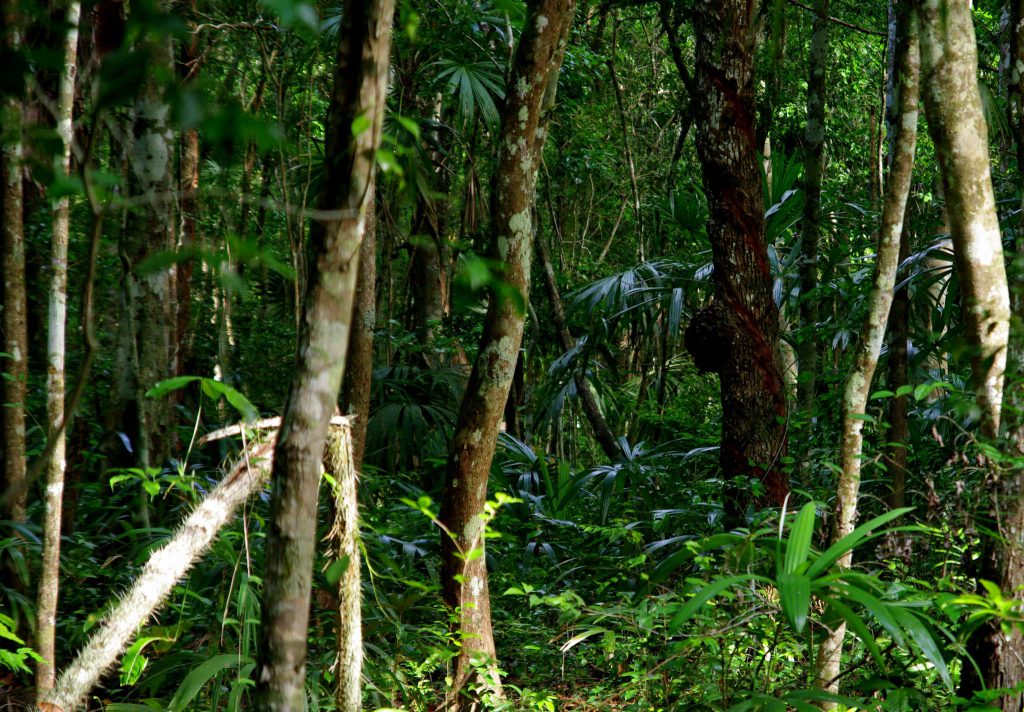 Maultiere - Dschungelimpression - Im Peten - Guatemala