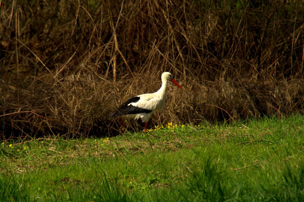 Storch - Storchenkolonie im Vogelpark - Linkenheim