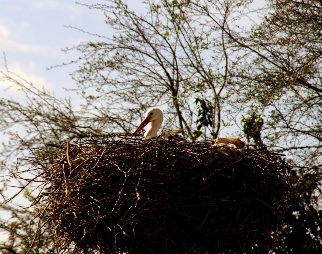 Storch im Nest