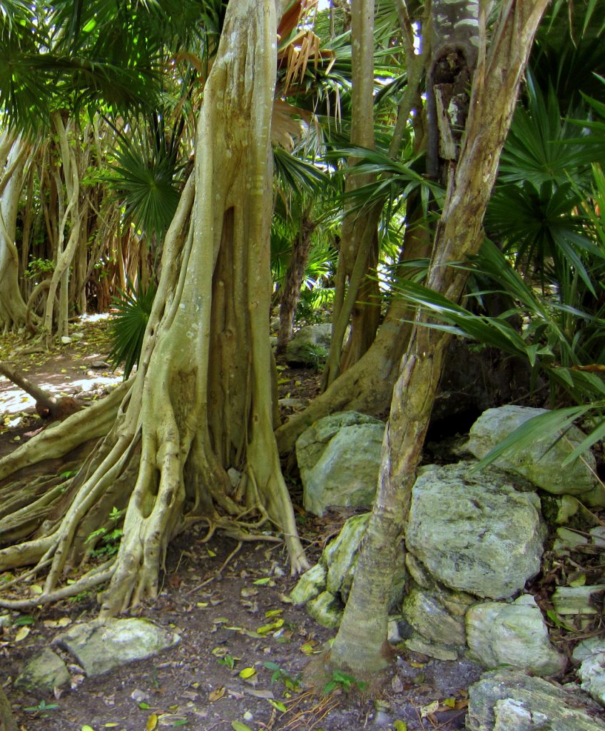 Tropische Vegetation an der Karibikküste - Quintana Roo