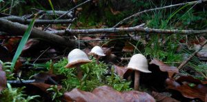 Fischweiher - Albtal - Pilze im Schwarzwald