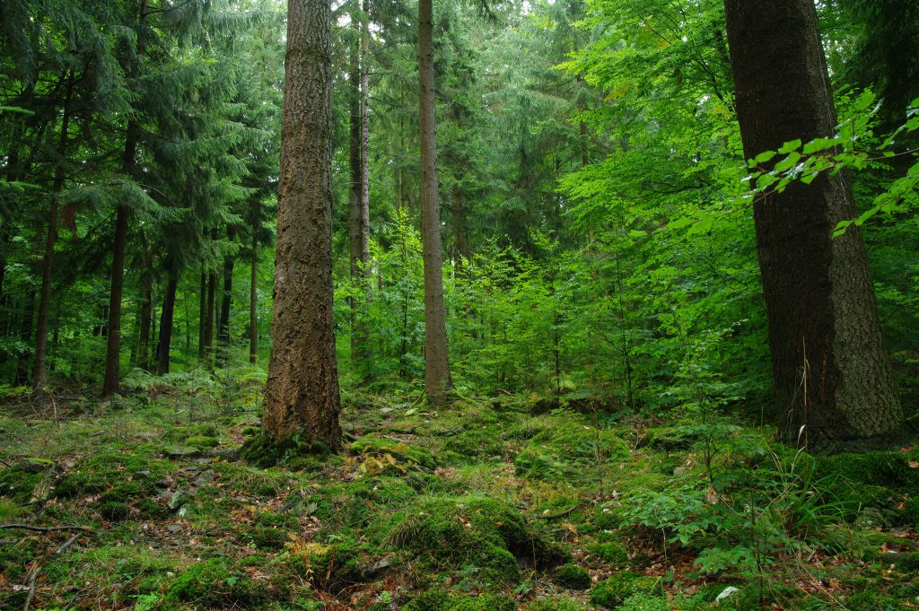 Wald - ein Foto von waldgold.de